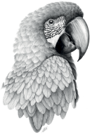 bird1
