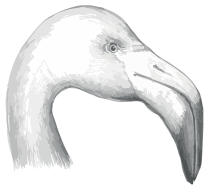 bird2
