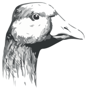 bird3